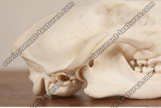 photo reference of skull 0011